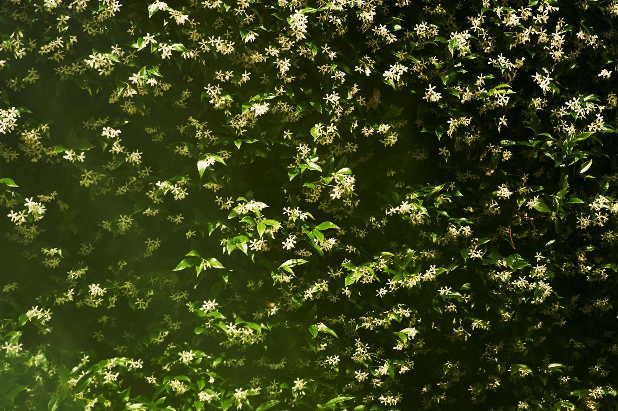 Apartmán Giardino Segreto, In Centro Terst Exteriér fotografie